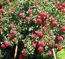 An Easel of Divine Roses by MarianBendeth