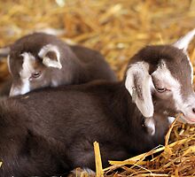 Twin Kids by WellgateFarm
