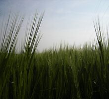 barley by uncleblack