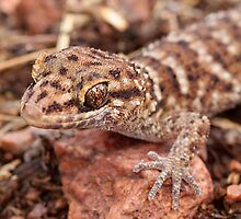 Bynoe's Prickly Gecko by EnviroKey