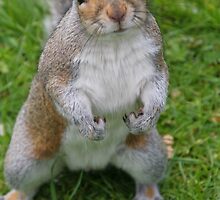 Mr. Squirrel by Sally Haldane