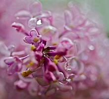 Red birch - Spring Theme Shoots . by Brown Sugar . Views (221) Thank you very much !!! by © Andrzej Goszcz,M.D. Ph.D