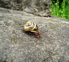 Mr. Snail by Hassan Khan