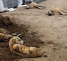 Street Dogs in Bucharest street, Romania by Antanas