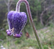 Rocky Mountain Wildflower - Hairy Clematis by Bill Hendricks