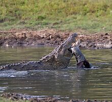Feeding Marsh Crocodile by Neil Bygrave (NATURELENS)