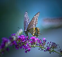 A butterfly's calling me . . . by Bonnie T. Barry