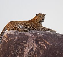 Sri Lankan Safari Highlights - Photography by Neil Bygrave by Neil Bygrave (NATURELENS)