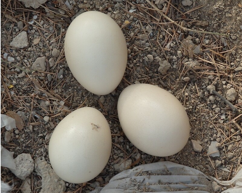  Peacock Eggs By Janone Redbubble
