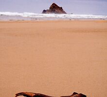 Driftwood, Edge of the World, Arthur River, Tasmania by Elana Bailey