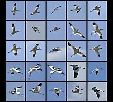 Pied Avocet Mosaic by Hans Kool