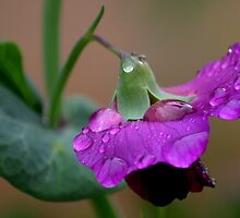 Pea flower shower by Penny Kittel