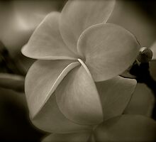 The lighter side of V... by linaji