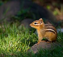 On the spot-light by Janika