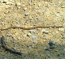 Worm Snake by Valeria Lee