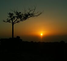 The saddest tree by Helena Bolle