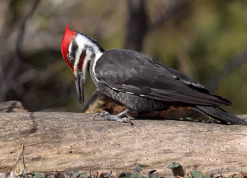 "Barbed Tongue / Pileated Woodpecker" by Gary Fairhead | Redbubble