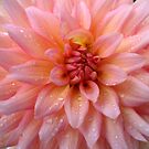 Pink Dahlia After the Rain in the Garden by Michele Ford
