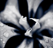 ...shiver at the thought of you... by Geoffrey Dunn