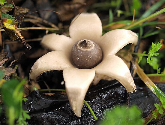 Earthstar Fungi