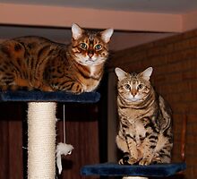 Rescue Bengal Rehab Success by Sandra Chung