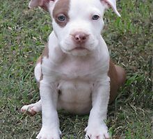 Rascal by Ginny York