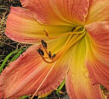 Who's the Fairest of Them All by Pamela Phelps