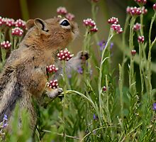 Precious Moments (#4 of 9) by Betsy Seeton