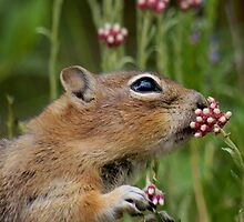 Precious Moments (#6 of 9) by Betsy Seeton