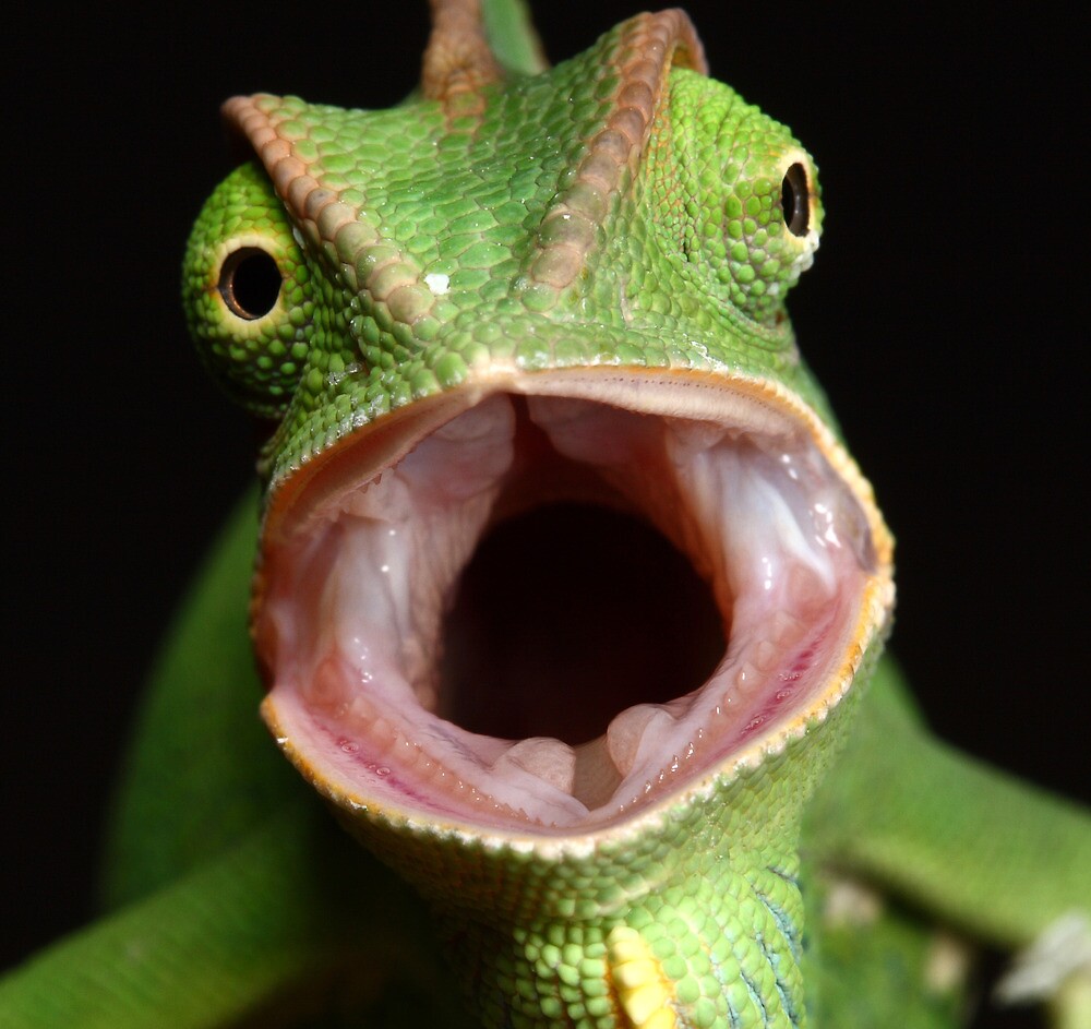 "chameleon being angry" by Scott Thompson | Redbubble