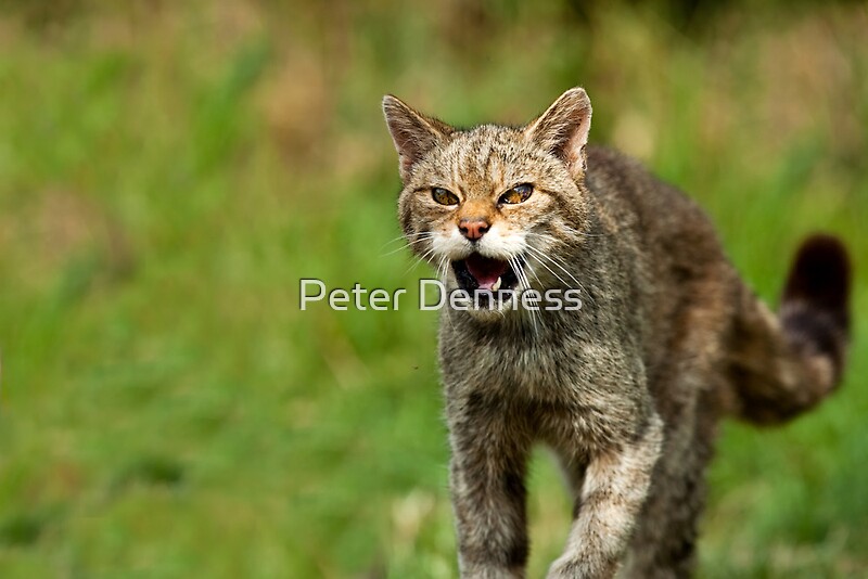 "When Wild Cats Attack" by Peter Denness Redbubble