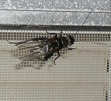Crickets with Wings by Navigator