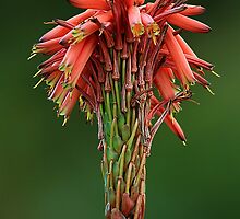 Aloe arborescens flower head by Magee