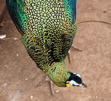 peacock by bayu harsa