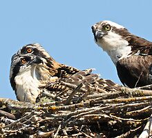 Three little ones at 25 days old by Carl LaCasse