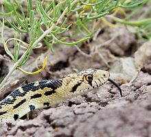 Great Basin Gopher Snake by Kim Barton