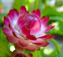 Pink and Blink White Stripes by MarianBendeth