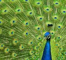 Peacock - Yes I am following you for a reason by Giovanna Tucker