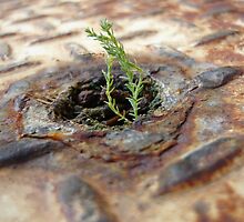 Bloom where you are planted by CalvinCoolPic