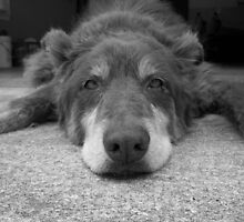 Bored Puppy by Seth LaGrange