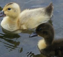vice versa - opposite duckies! by monkeyferret