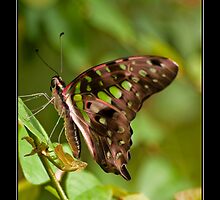 Tailed Jay Butterfly (Graphium Agamemnon) by Phil-Edwards