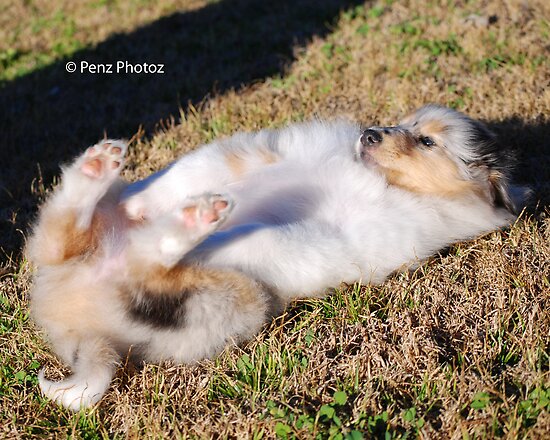 baby rough collie