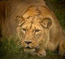 Lioness stalking prey by jdmphotography