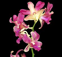Quezon Memorial Circle orchids 37 by walterericsy