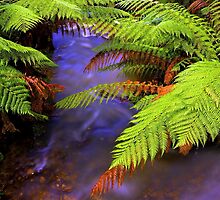 "Ferns~Creek" by Husky