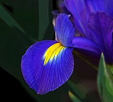 ~breakthrough~ by Terri~Lynn Bealle