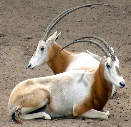 black gazelle