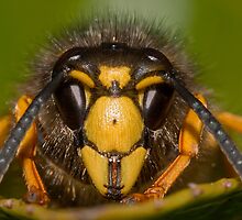 Look in to my eyes by kdwendorf