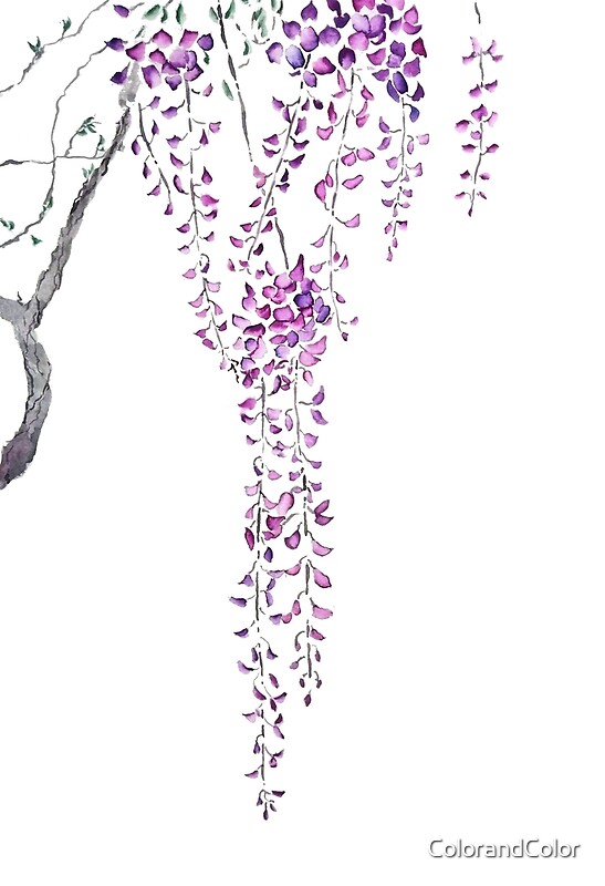 Purple Wisteria By Colorandcolor Redbubble